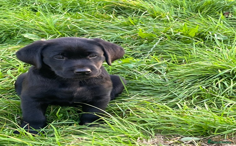 Labrador Retriever dogs - Advert 10