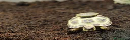 Tortoise reptiles for sale: BABY HORSFIELDS & SET UPS! - Advert 10