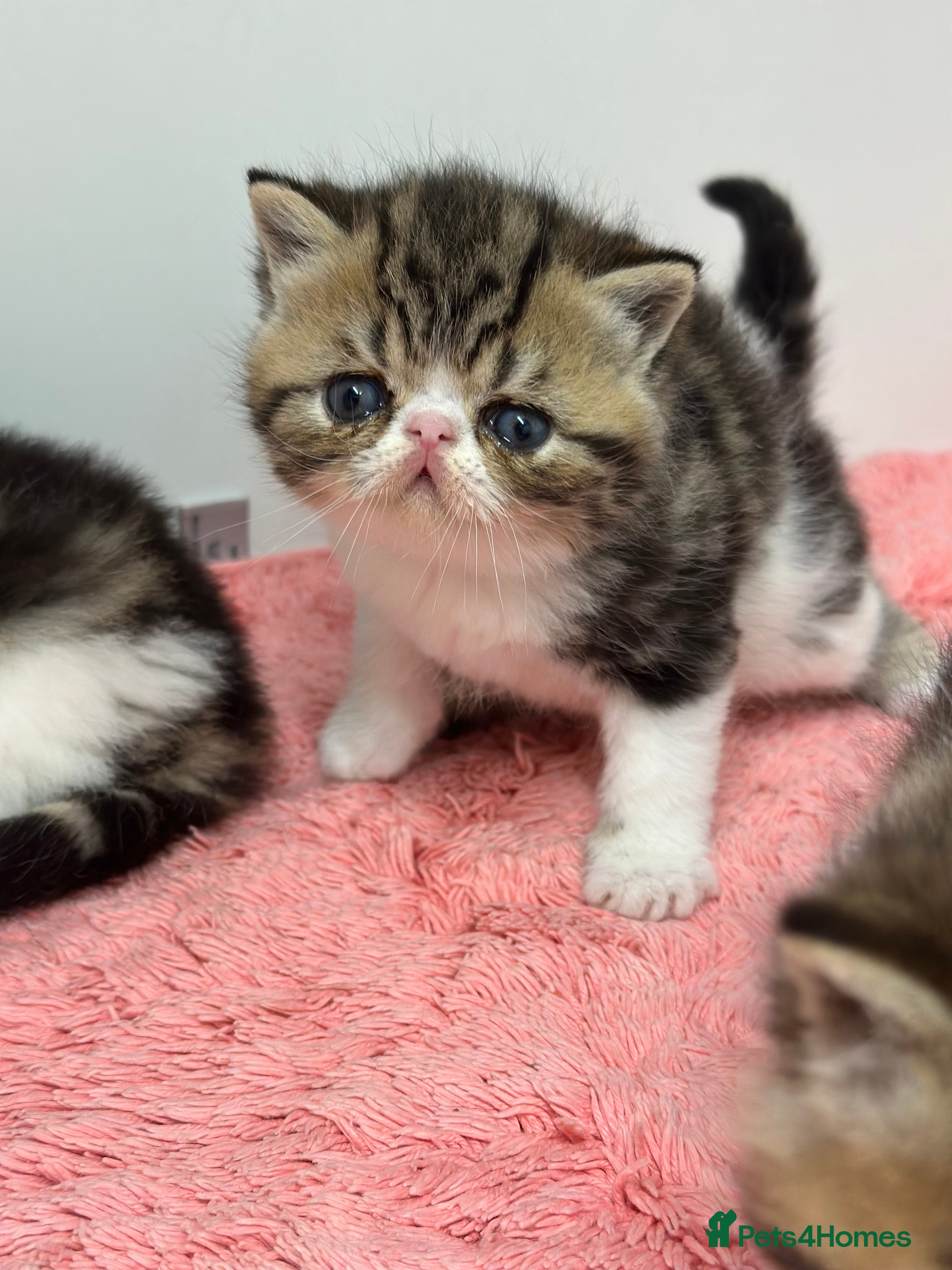 Exotic cats Brown Tabby/white exotic boy - Advert 1