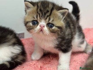 Exotic cats Brown Tabby/white exotic boy - Advert 3