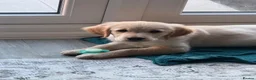 Golden Retriever dogs for sale: Golden Retriever puppy  - Advert 4