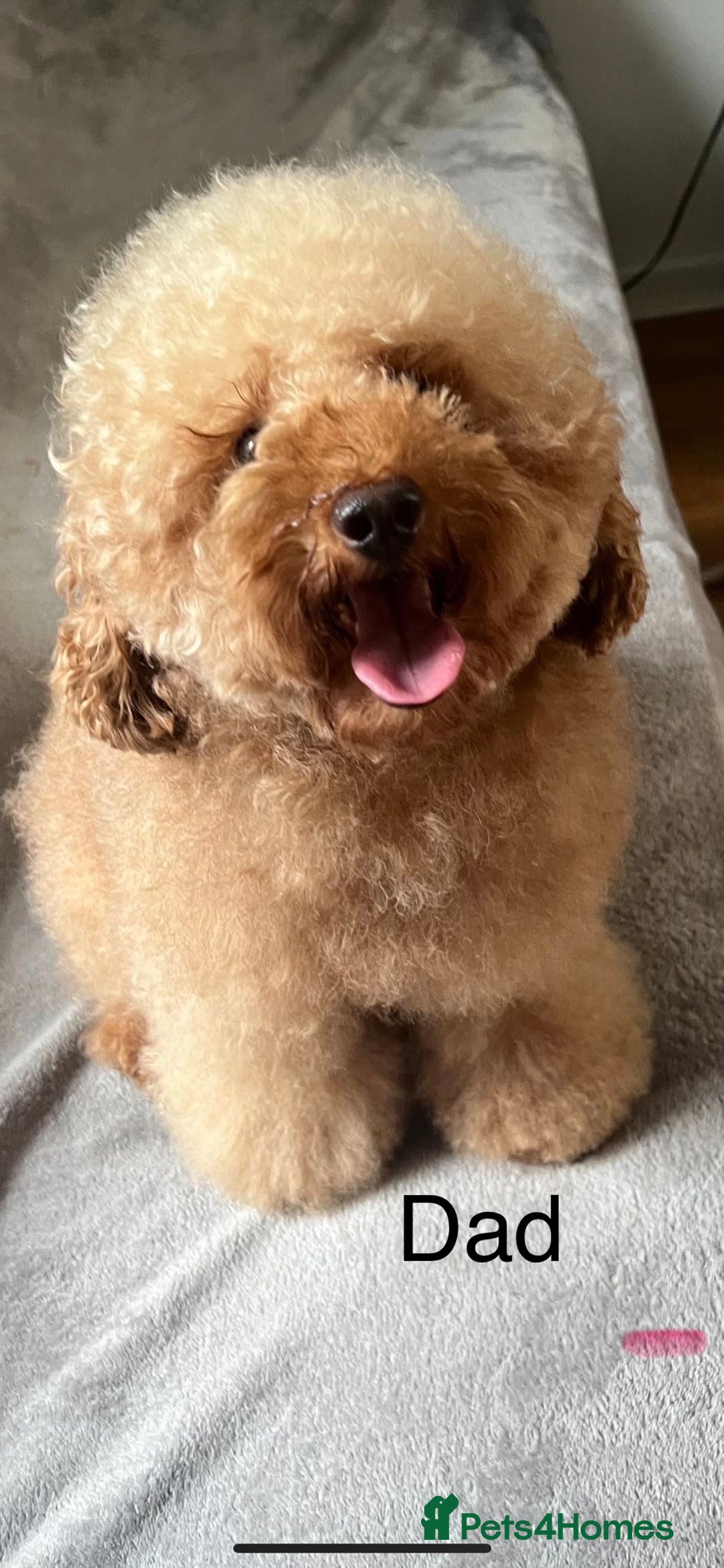 Mixed Breed dogs for sale: Gorgeous Homebred Schnoodle Puppies  - Image 3