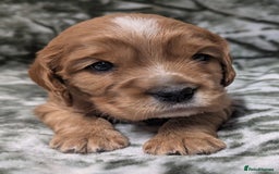 Cockalier dogs for sale: Stunning Health Tested Cockalier Puppies - Image 14