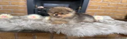 Pomeranian dogs for sale: ✨ Exclusive Teddy Bear Face Pomeranian Puppies ✨ - Advert 22