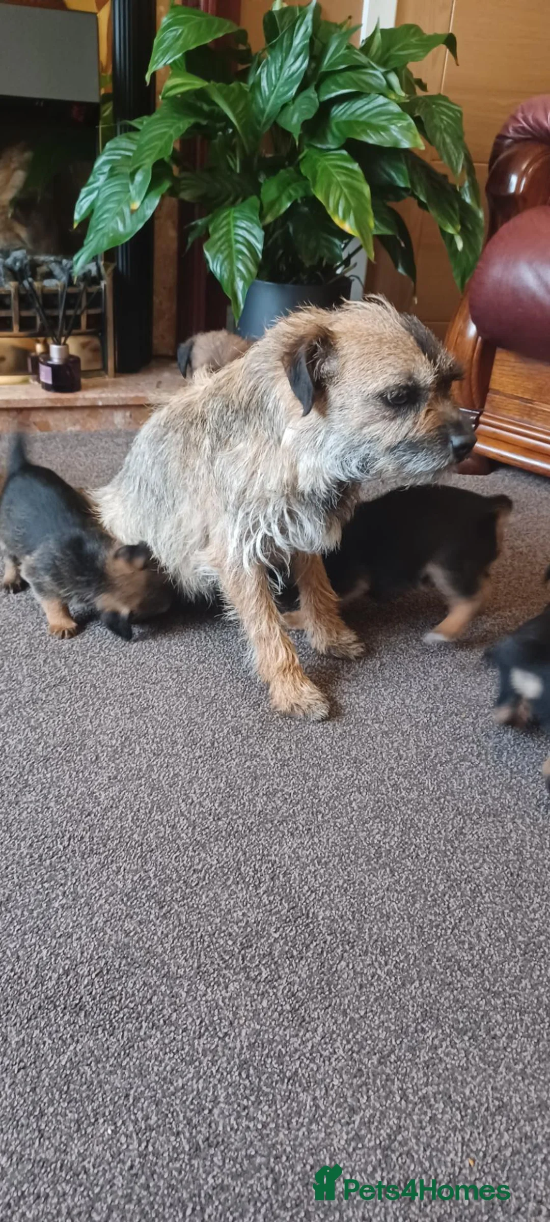 Border Terrier dogs for sale: Boarder terriers 3 boys in Durham - Advert 10