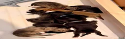 Whippet dogs for sale: Whippet puppies  - Advert 18