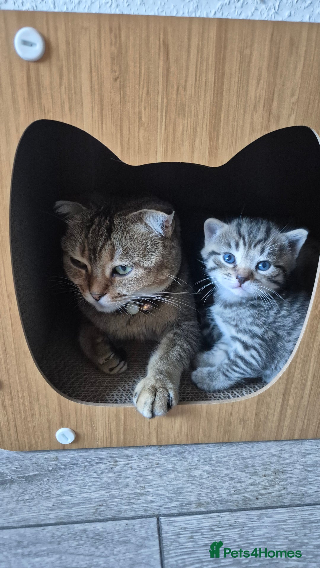 Scottish Fold cats for sale: ADORABLE SCOTTISH FOLD KITTENS - Advert 4