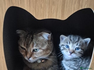 Scottish Fold cats ADORABLE SCOTTISH FOLD KITTENS - Advert 9