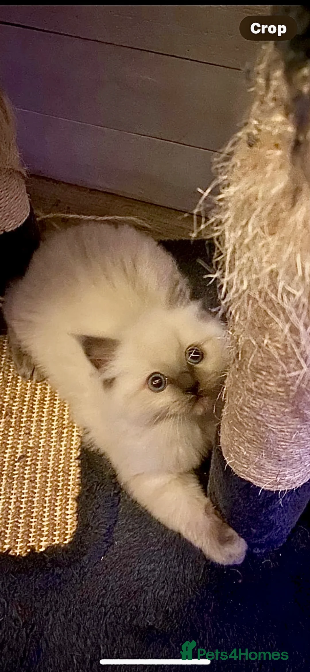 Ragdoll cats for sale: Sweet boy - Advert 2