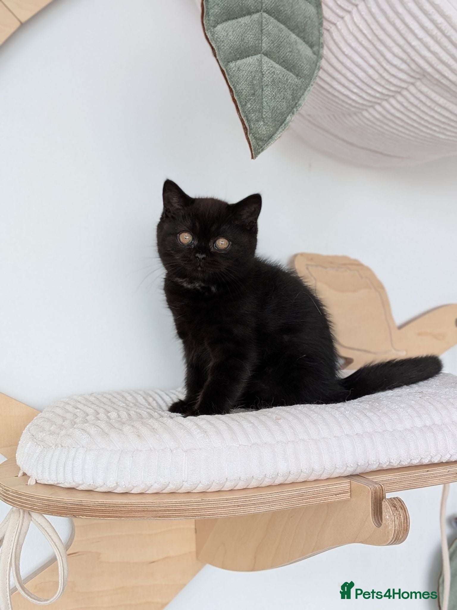 British Shorthair cats GCCF Registered Kittens  - Advert 2