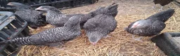Chickens poultry for sale: POL Hybrid hens for sale in Hounslow! - Advert 10