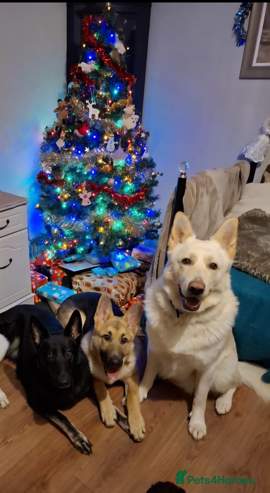 German Shepherd dogs for sale: Klaus-11 Month Old Male White Shepherd - Advert 5