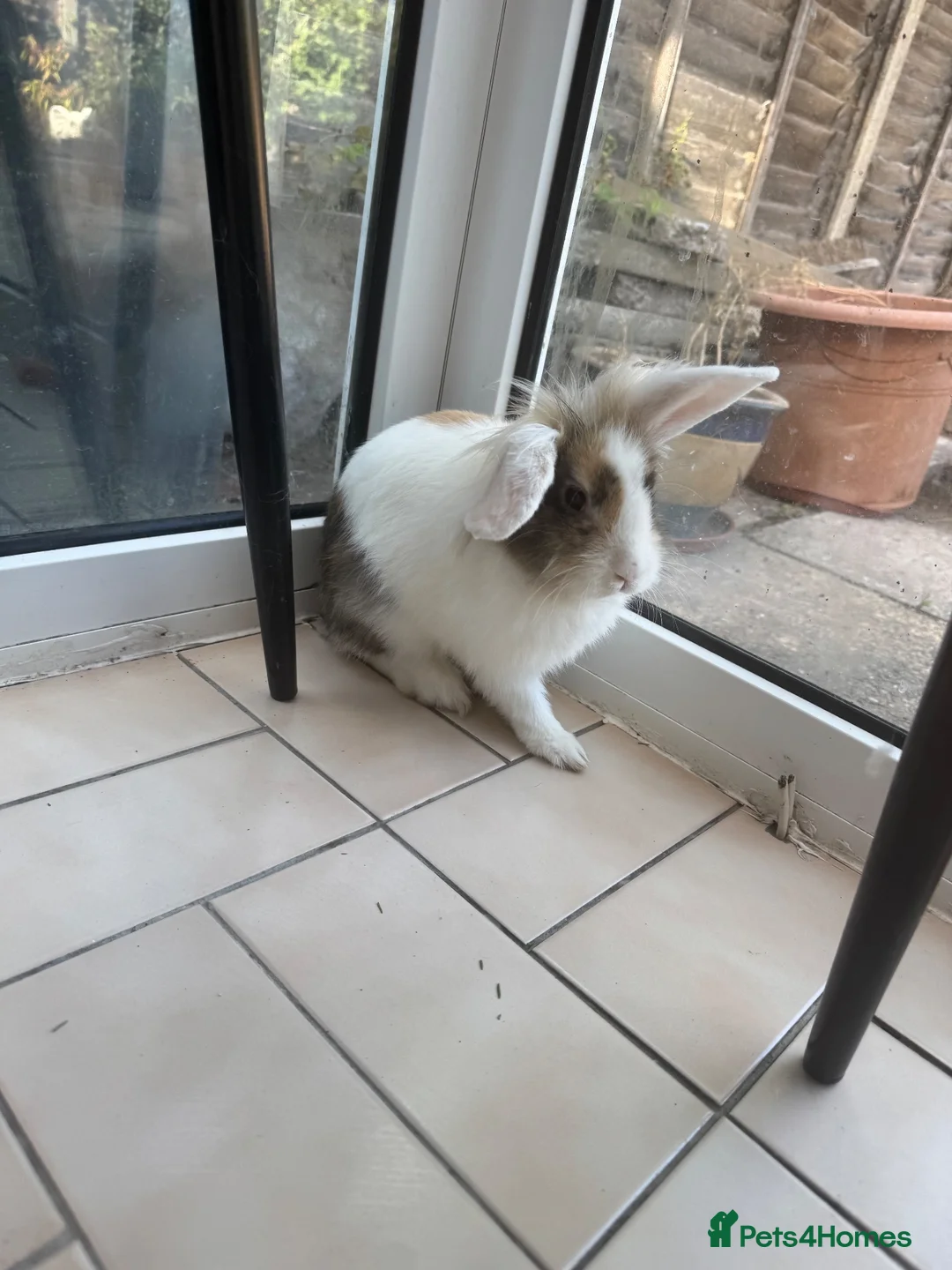 Mixed Breed rabbits for sale: Adorable mixed breed rabbit - Advert 1