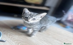 Mixed Breed cats for sale: Gorgeous kittens ready now 😍  x2 girls  - Image 9