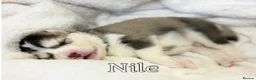 Pomsky dogs for sale: Stunning F3 Pomsky Puppies - Advert 16