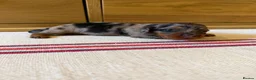 Miniature Dachshund dogs for sale: KC Long Haired Miniature Dachshund Puppies - Advert 37