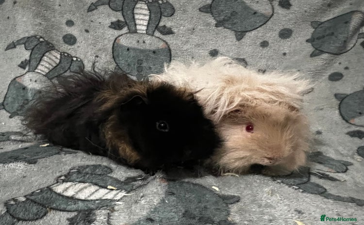 Guinea Pig rodents Guinea Pig pairs Teddy and Lunkarya  - Advert 14
