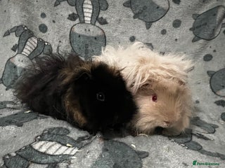 Guinea Pig rodents Guinea Pig pairs Teddy and Lunkarya - Advert 19
