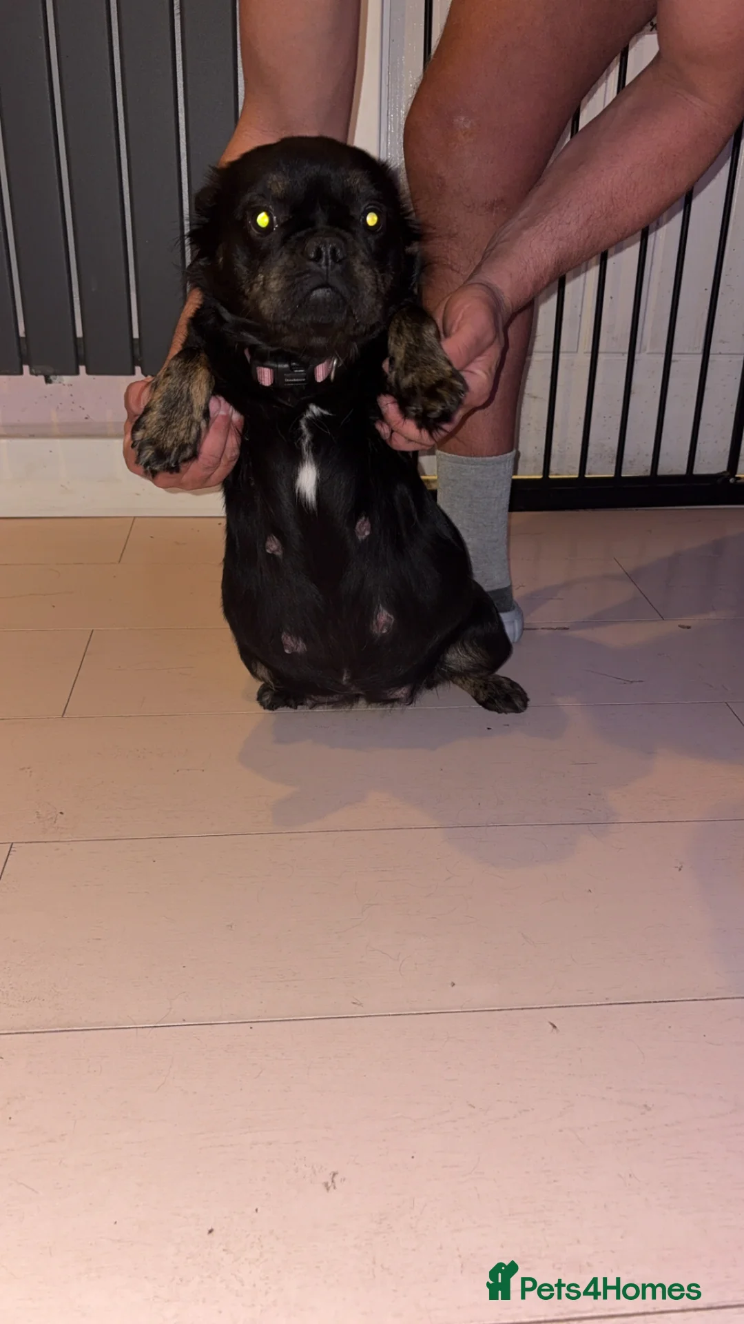 French Bulldog dogs for sale: Rare Fluffy French Bulldog Puppies  - Advert 17