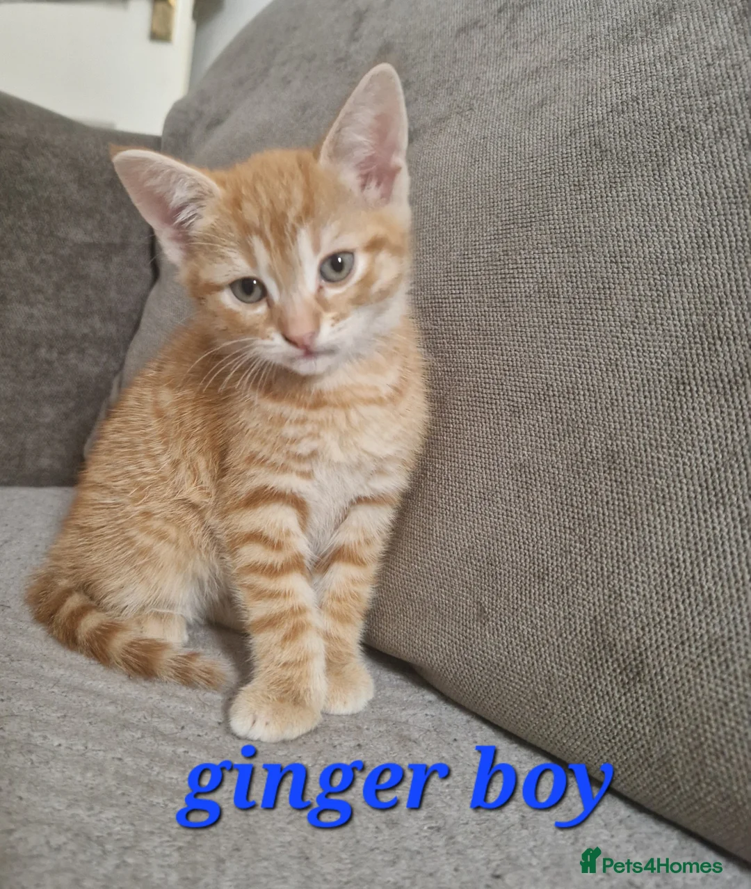 Mixed Breed cats for sale: Beautiful kittens (READY NOW) - Advert 1