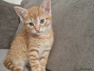 Mixed Breed cats Beautiful kittens (READY NOW) - Advert 1