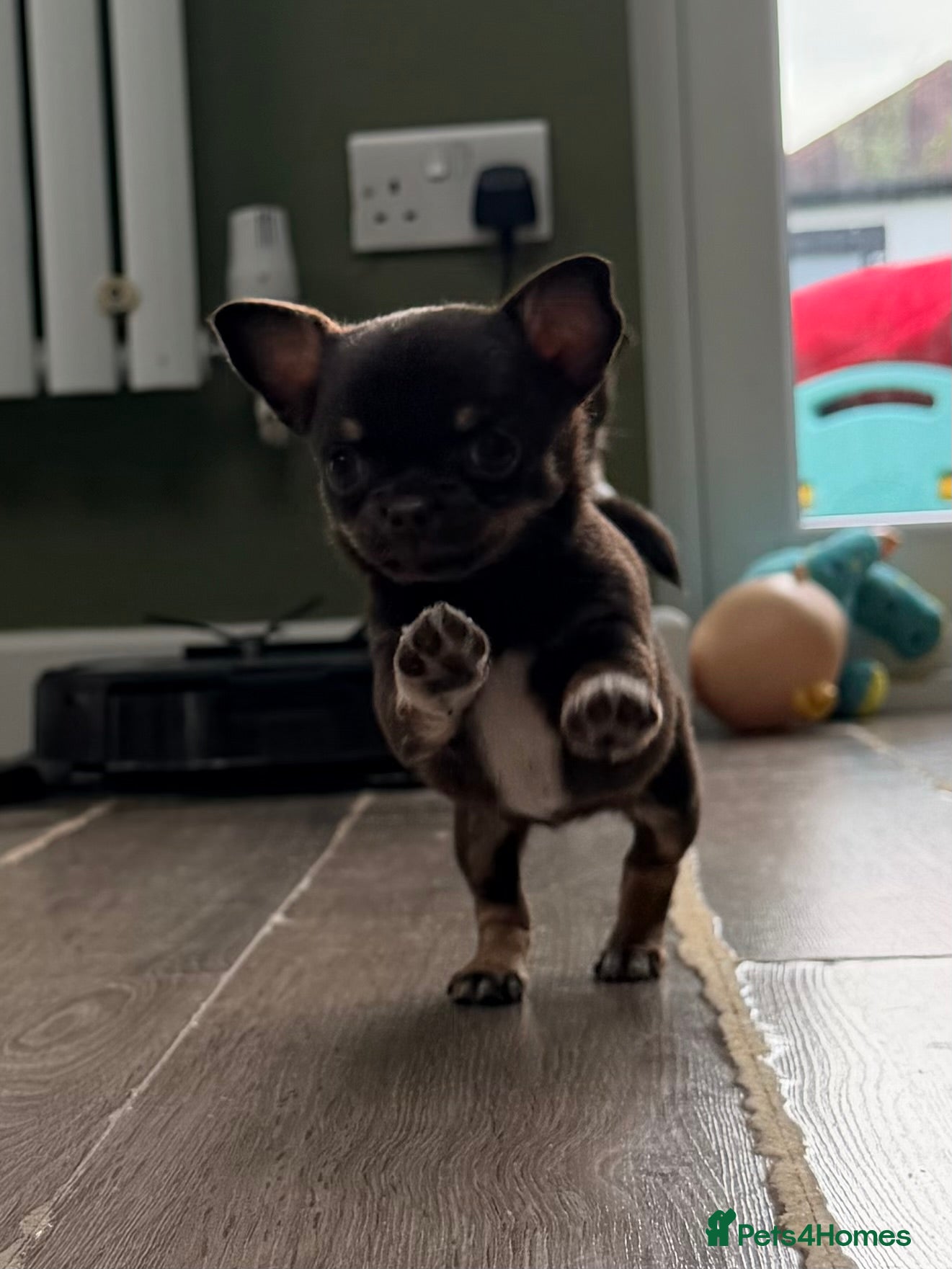 Chihuahua dogs ✨Adorable short haired females chihuahua✨ - Advert 2