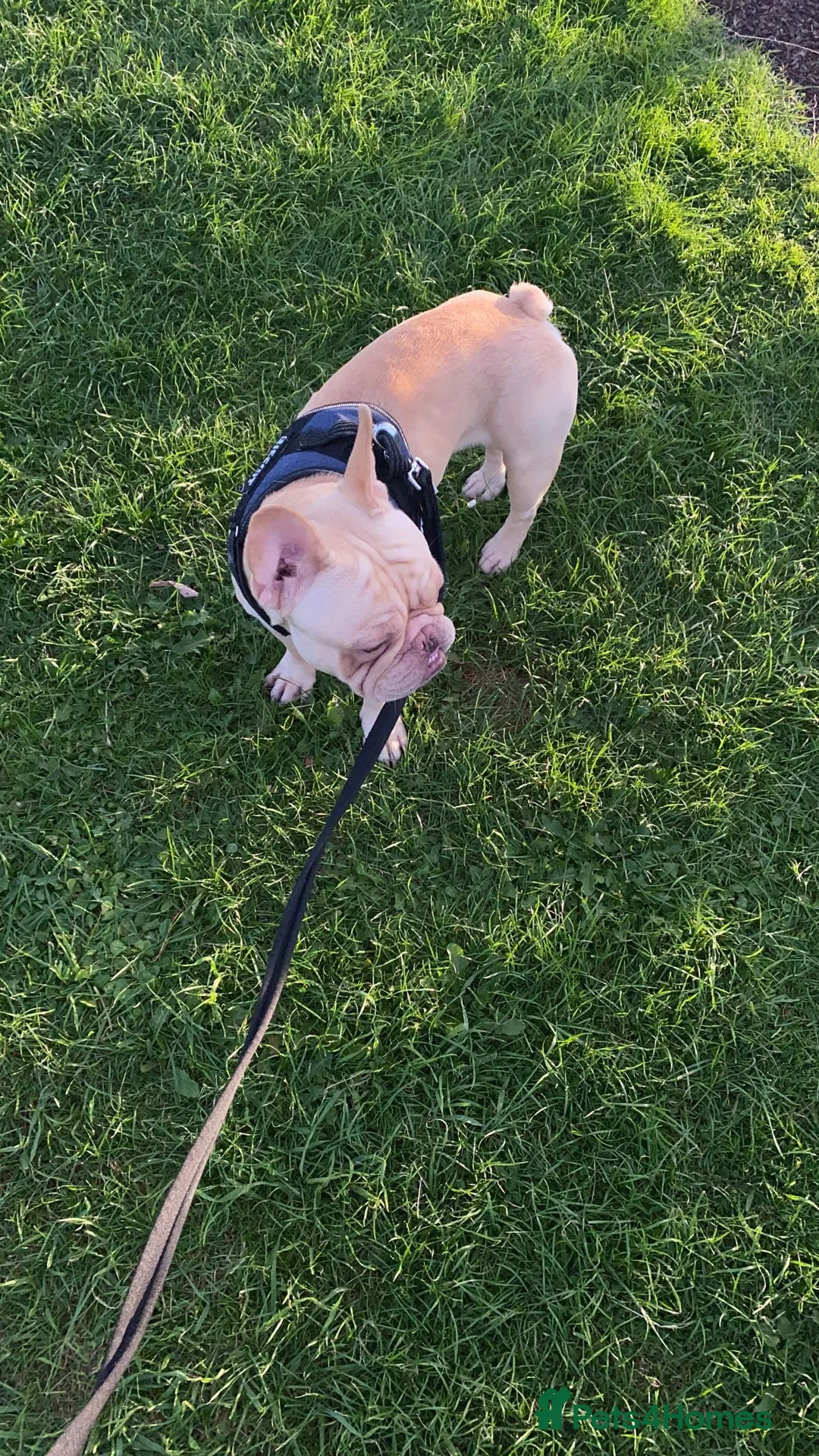 French Bulldog dogs for sale: Frenchie male  - Advert 2