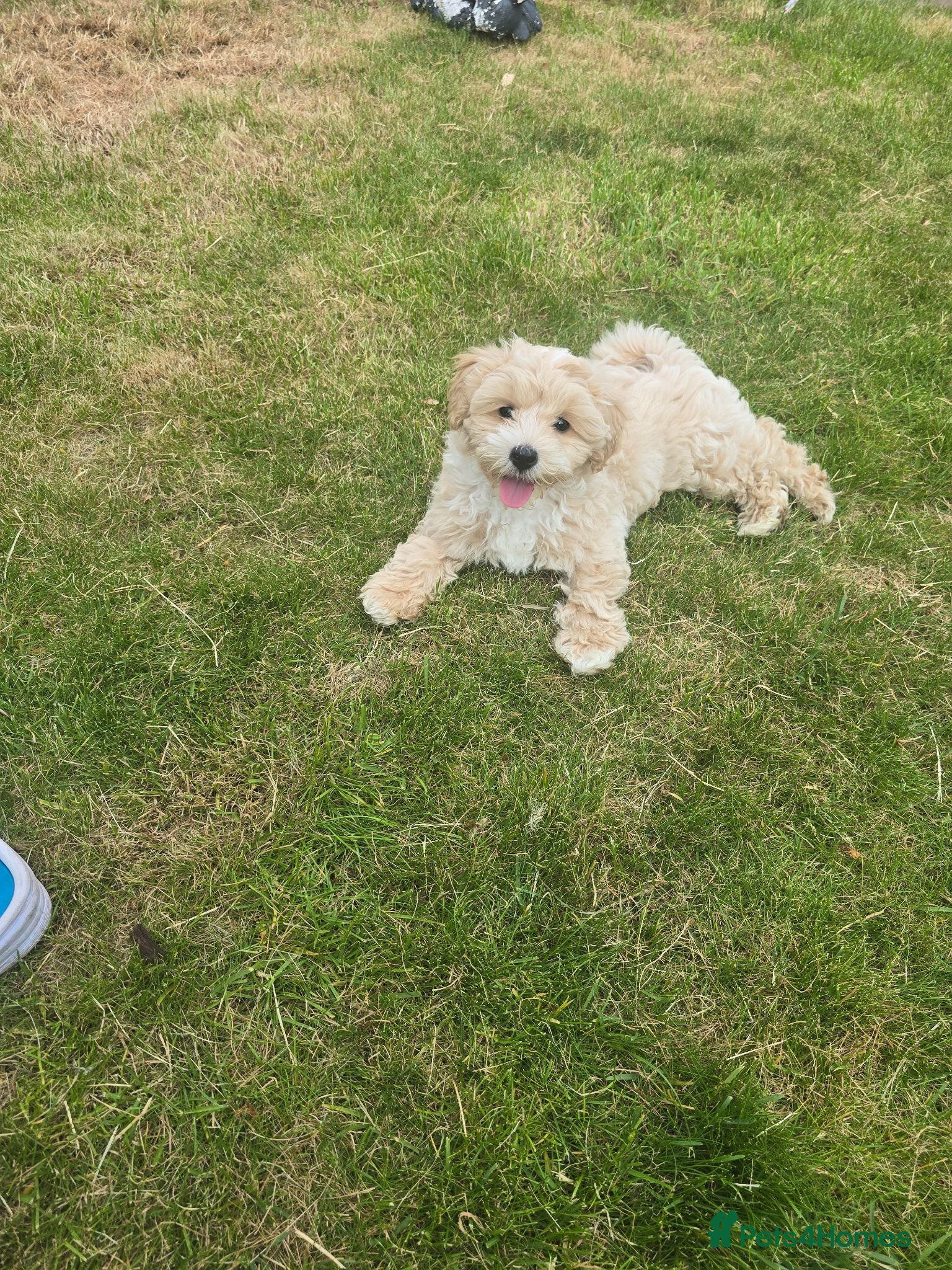 Poochon dogs Mrs Anca - Advert 1