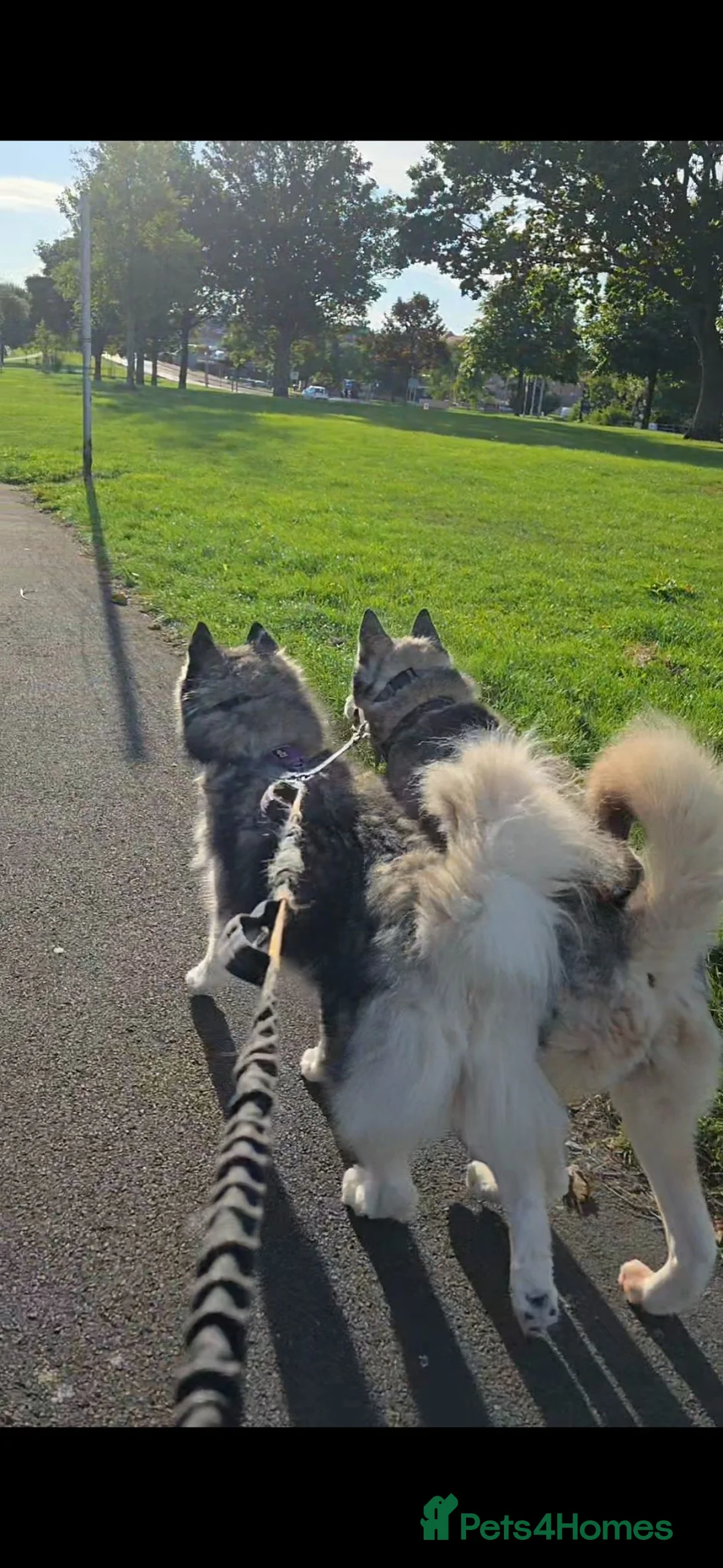Siberian Husky dogs for sale: 5 year old female husky for rehoming - Advert 2