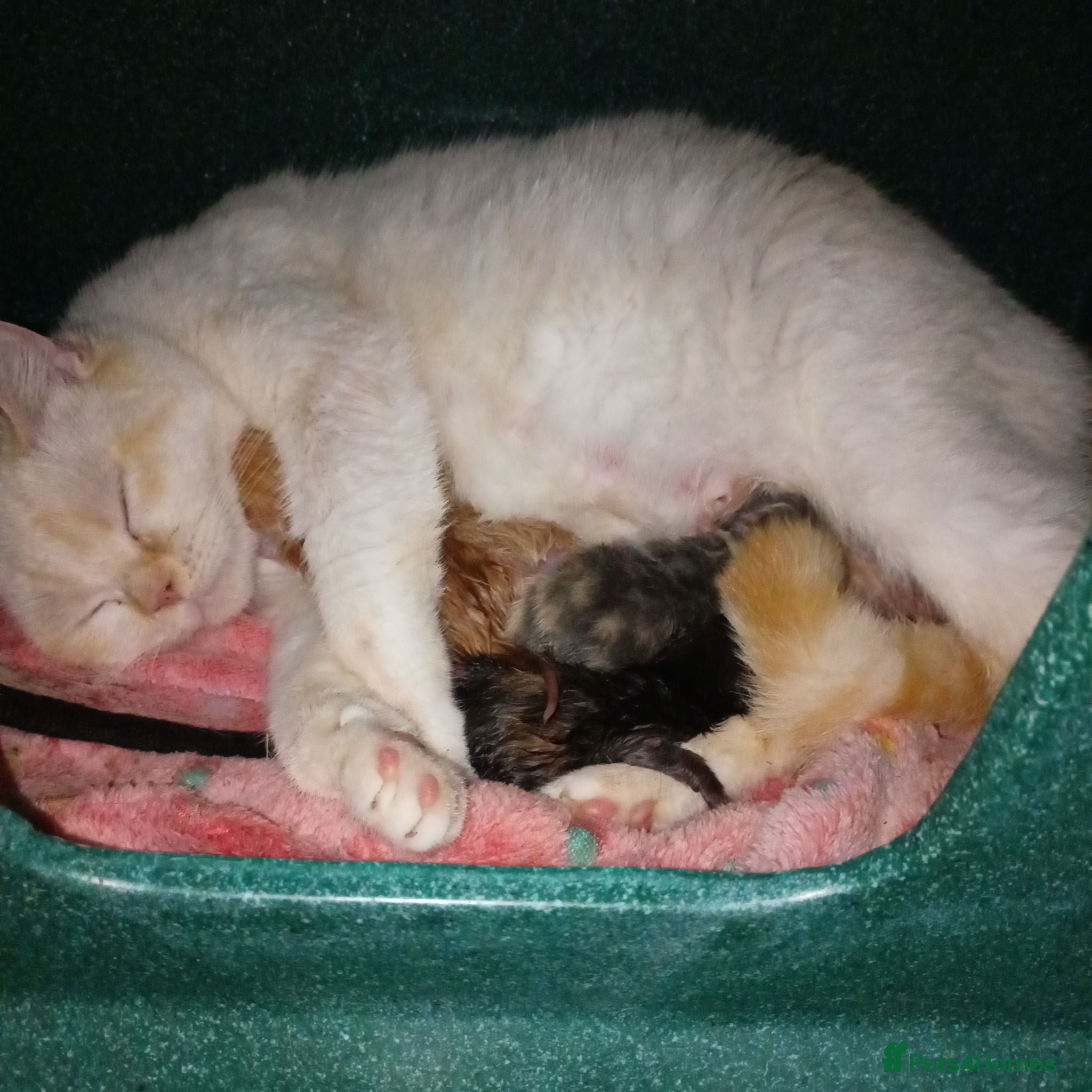 British Shorthair cats British short haired x kittens for sale - Advert 2
