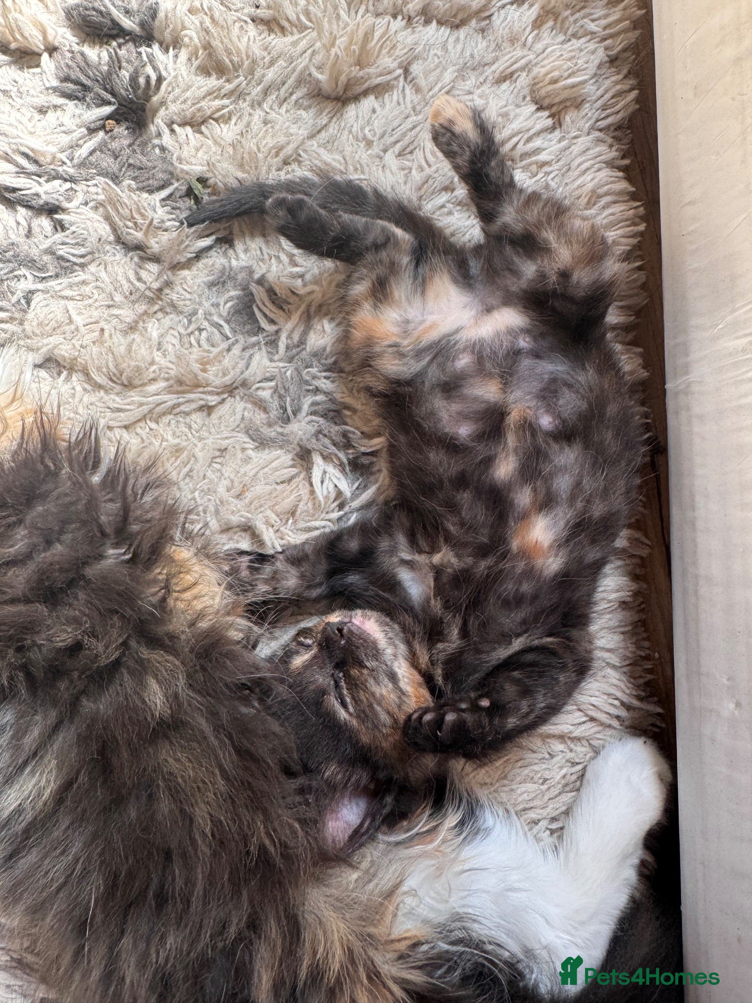 Mixed Breed cats 1 Girl Left! 4 Stunning Fluffy Kittens x Ragdoll - Advert 2