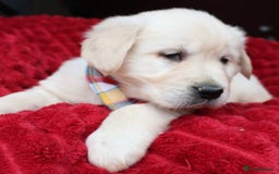 Golden Retriever dogs for sale: KC, Extensively Health tested Parents. Snow white - Image 10