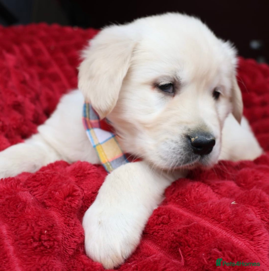 Golden Retriever dogs for sale: KC, Extensively Health tested Parents. Snow white - Image 10