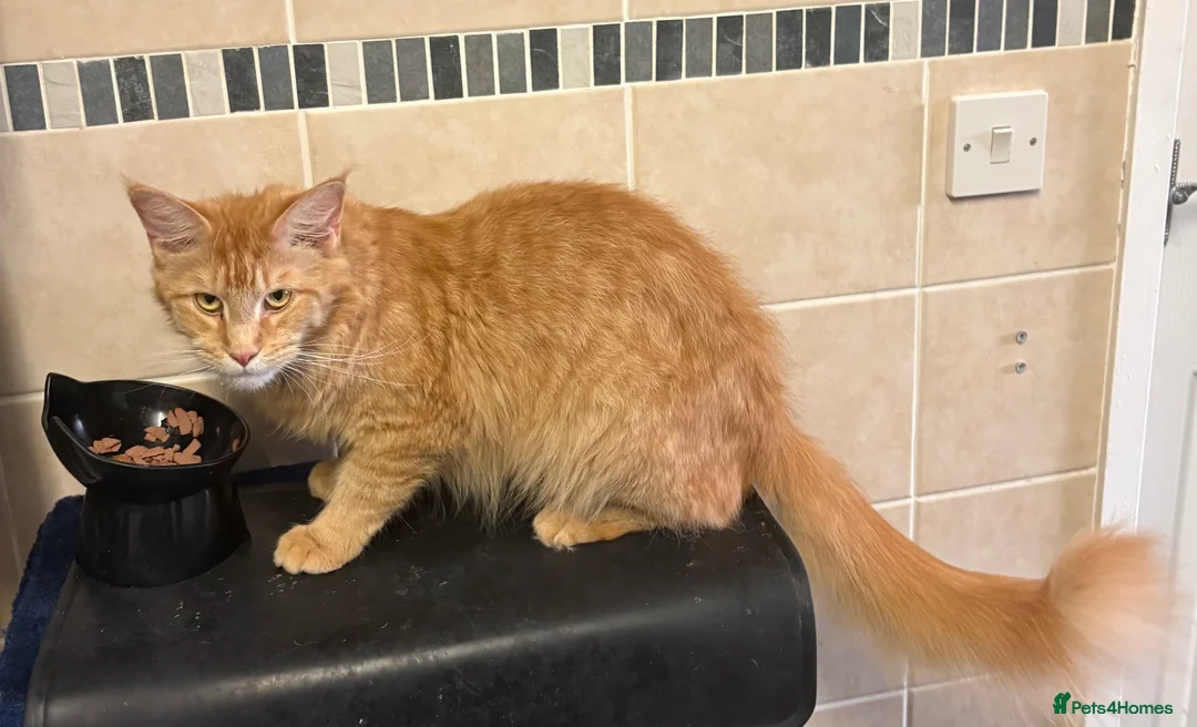 Maine Coon cats for sale: Rare Maincoon red girl 16 months old - Advert 7