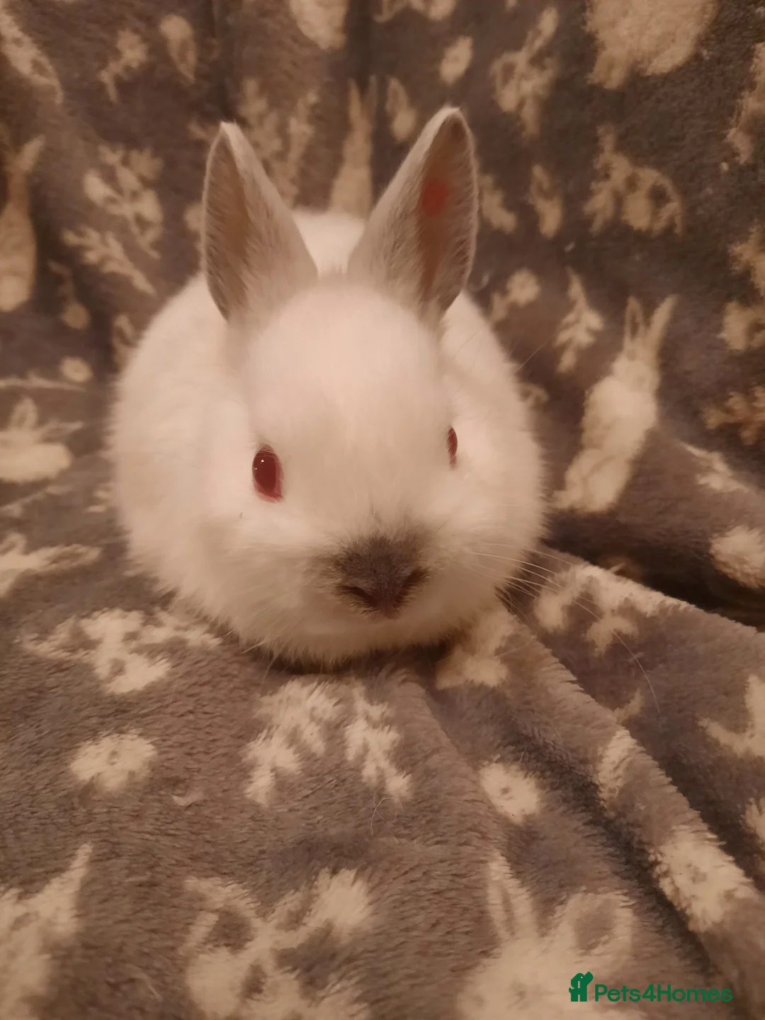 Netherland Dwarf rabbits for sale: Six Litters Of Netherland Dwarf Babies - Advert 9