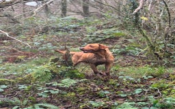Labrador Retriever dogs for stud: Fox Red Labrador Stud  in Okehampton - Image 2