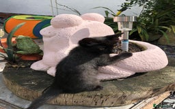 Mixed Breed cats for sale: 2 stunning girls - Image 7