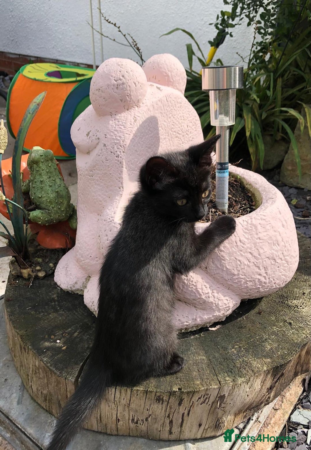 Mixed Breed cats for sale: 2 stunning girls - Image 7