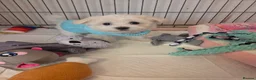 Bichon Frise dogs for sale: Cute little puppies  - Advert 21
