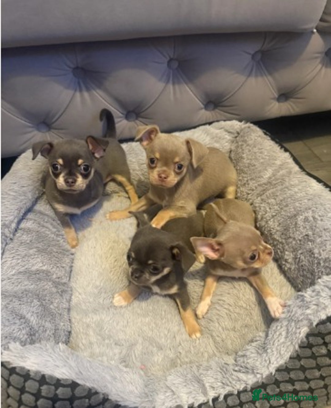 Chihuahua dogs for sale:  Stunning Blue & Lilac Tri Chihuahua Puppies  - Advert 14