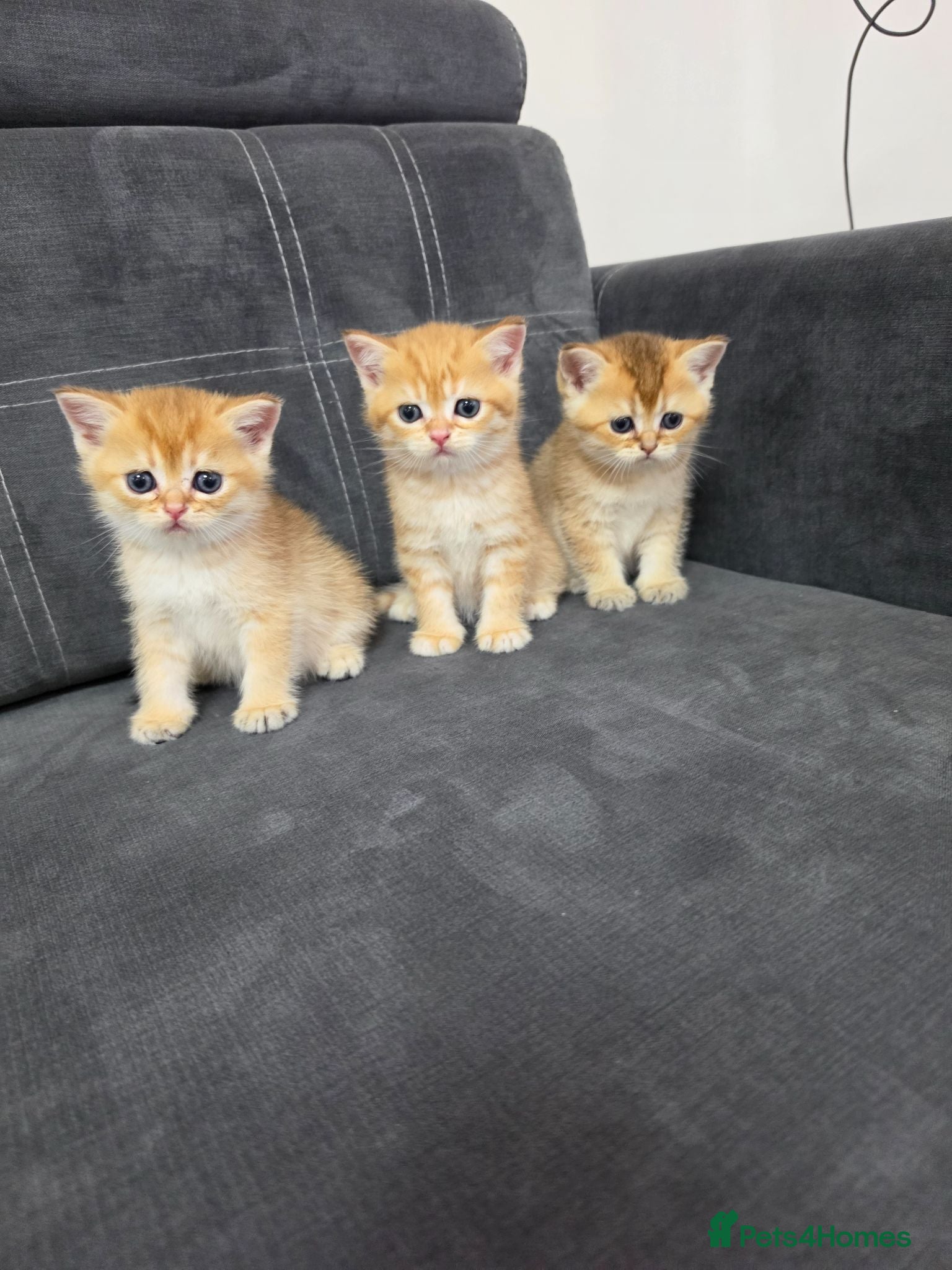 British Shorthair cats British Shorthair Golden Chinchilla Kittens - Advert 6