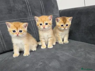 British Shorthair cats British Shorthair Golden Chinchilla Kittens - Advert 6