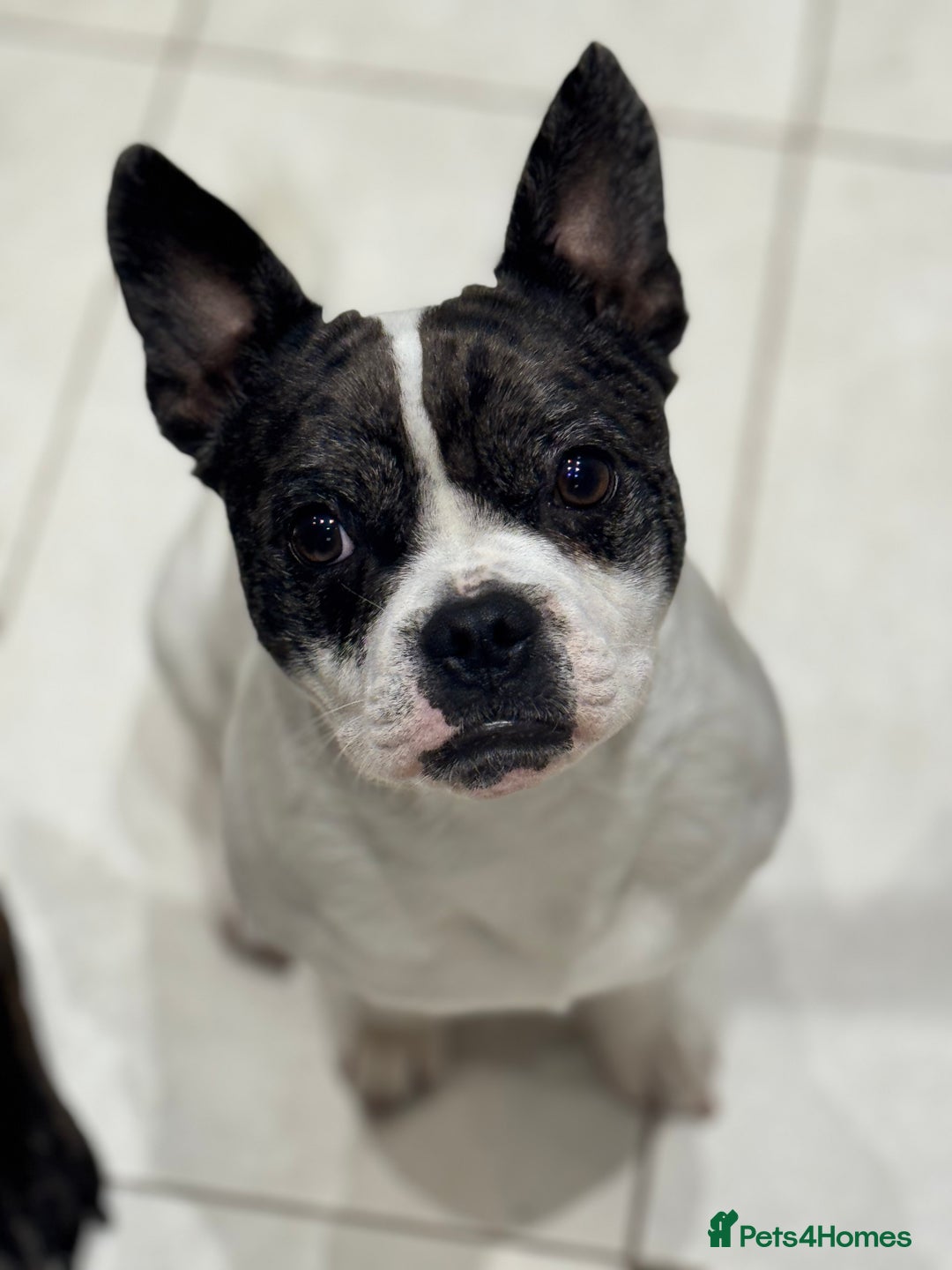 Mixed Breed dogs for sale: 15 month old male Frenchie/pug available  - Advert 4