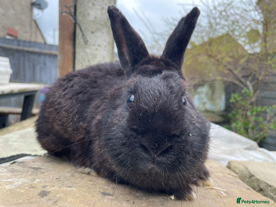 Mixed Breed rabbits for sale: Mixed breed males for sale  - Advert 2