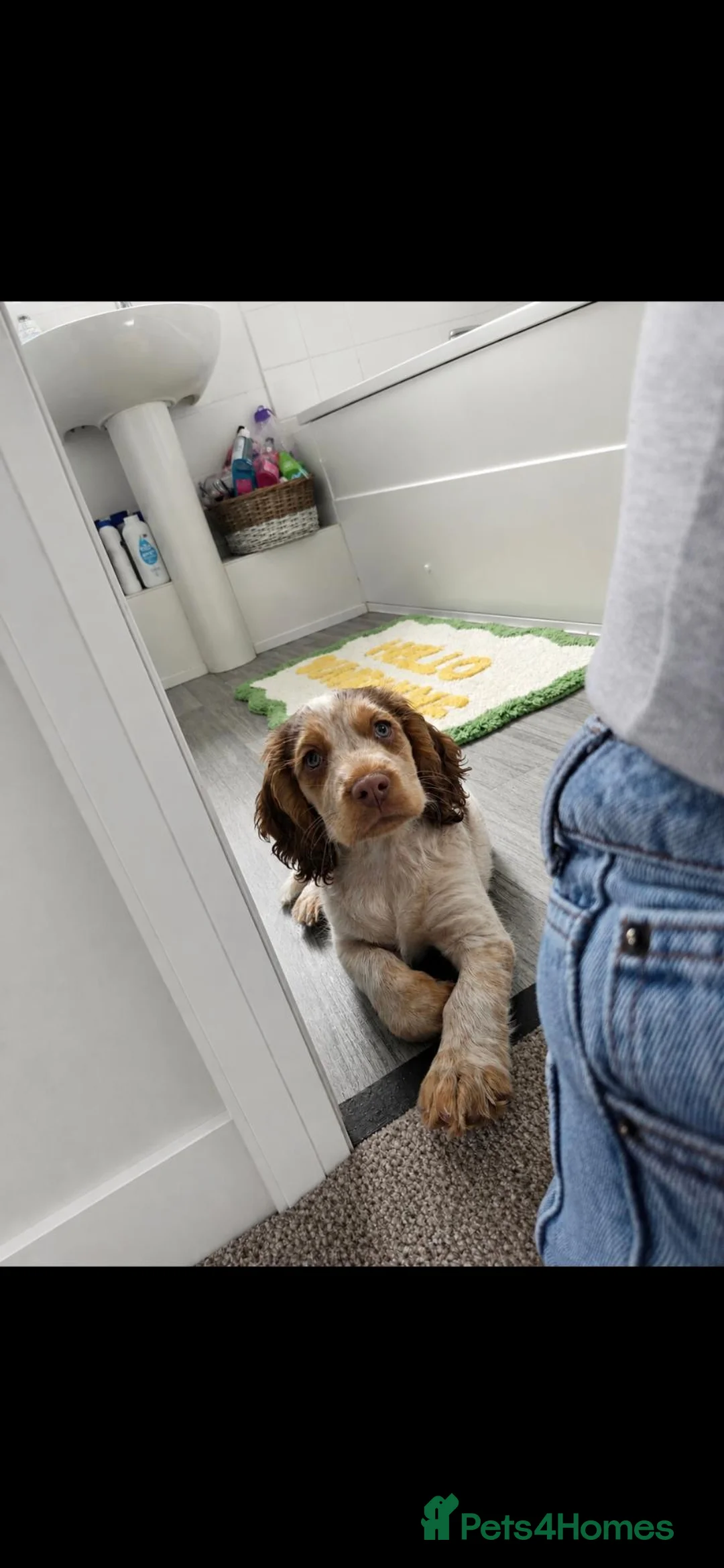 Cocker Spaniel dogs for sale: 🐾 Beautiful 7-Month-Old Lemon Roan Cocker Spaniel in Queenborough - Advert 2