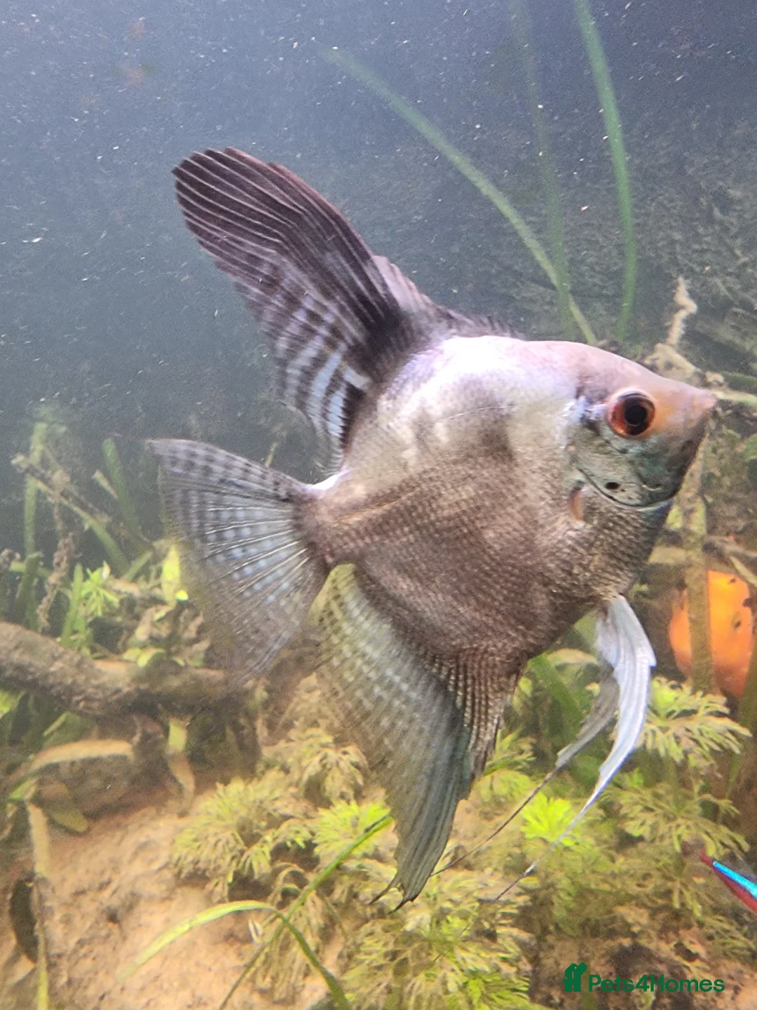 Cichlids fish for sale: Tropical fish - Advert 6