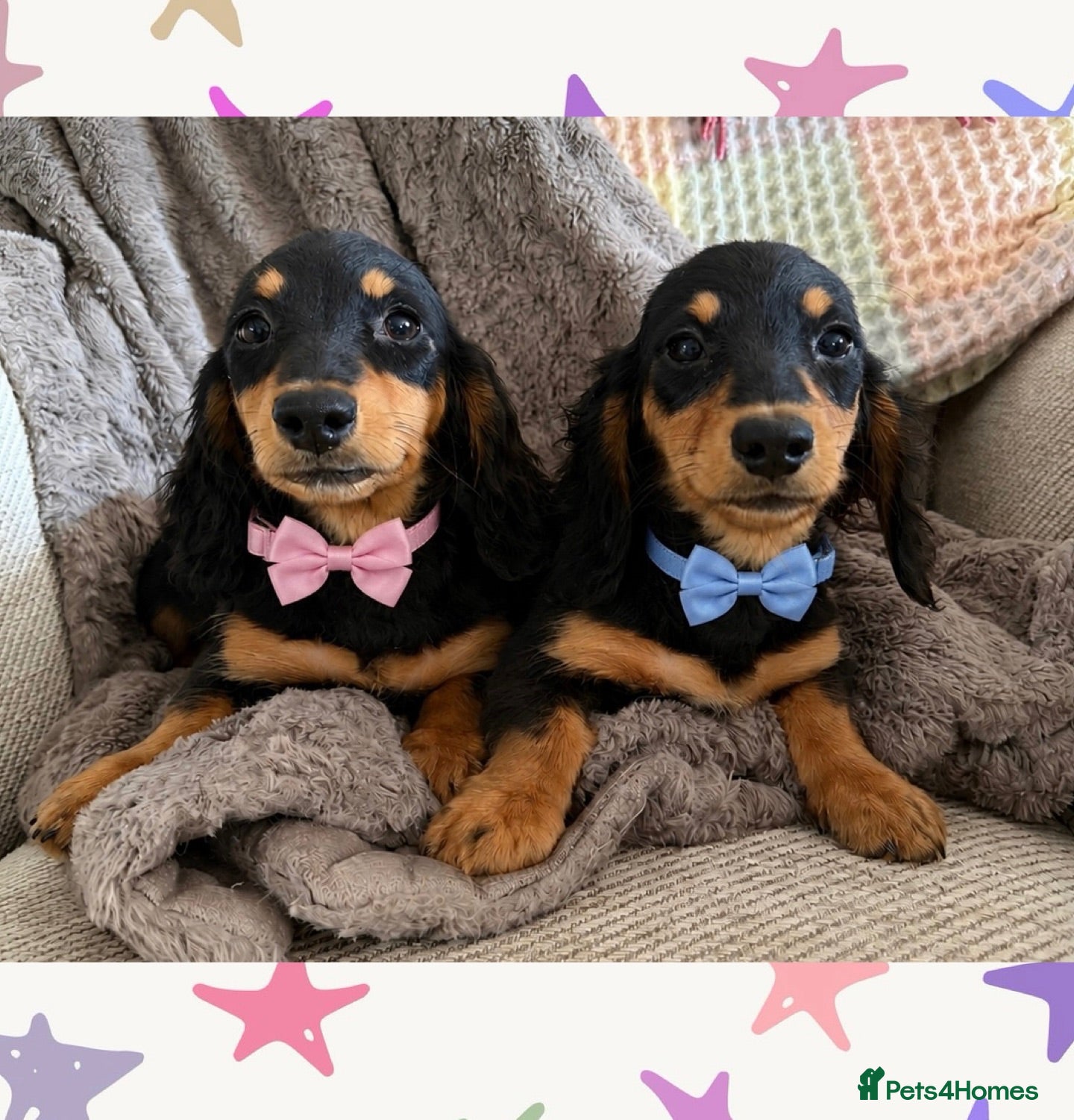 Dachshund dogs BEAUTIFUL LONGHAIR KC REG & PRA CLEAR MINI🩷💙 - Advert 1