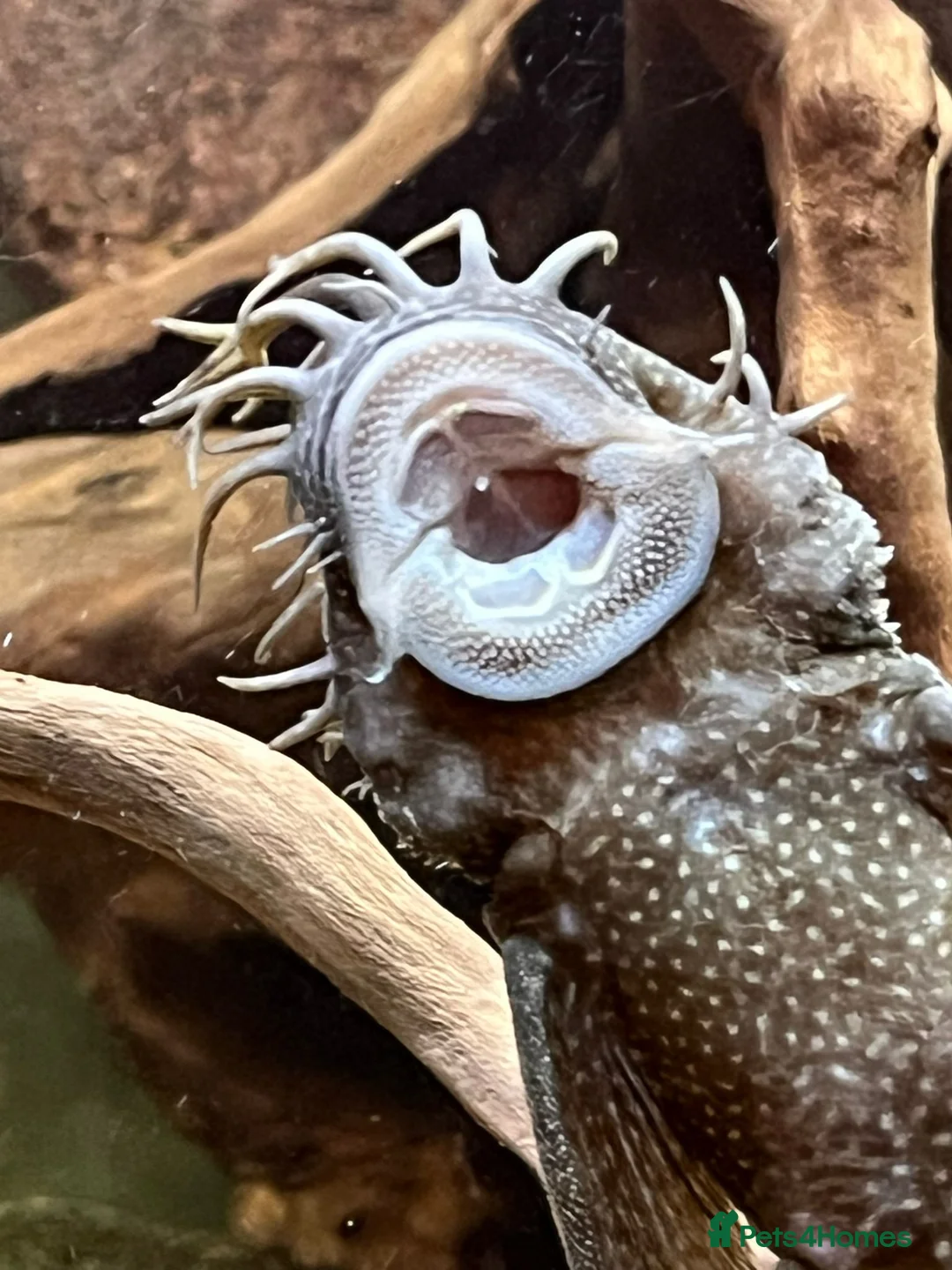 Other/Mixed Breed fish for sale:  PLEASE READ DESCRIPTION Various fish for sale - Advert 3