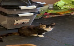 Domestic Shorthair cats for sale: Black and white male kitten - Image 1