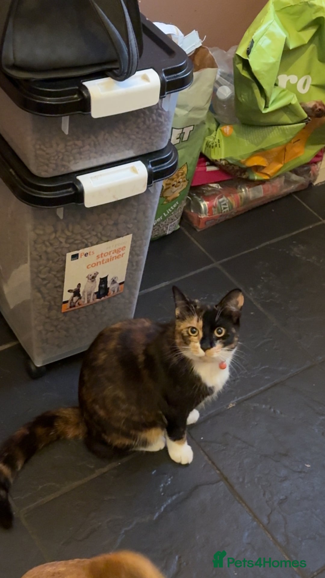 Domestic Shorthair cats for sale: Black and white male kitten - Image 1